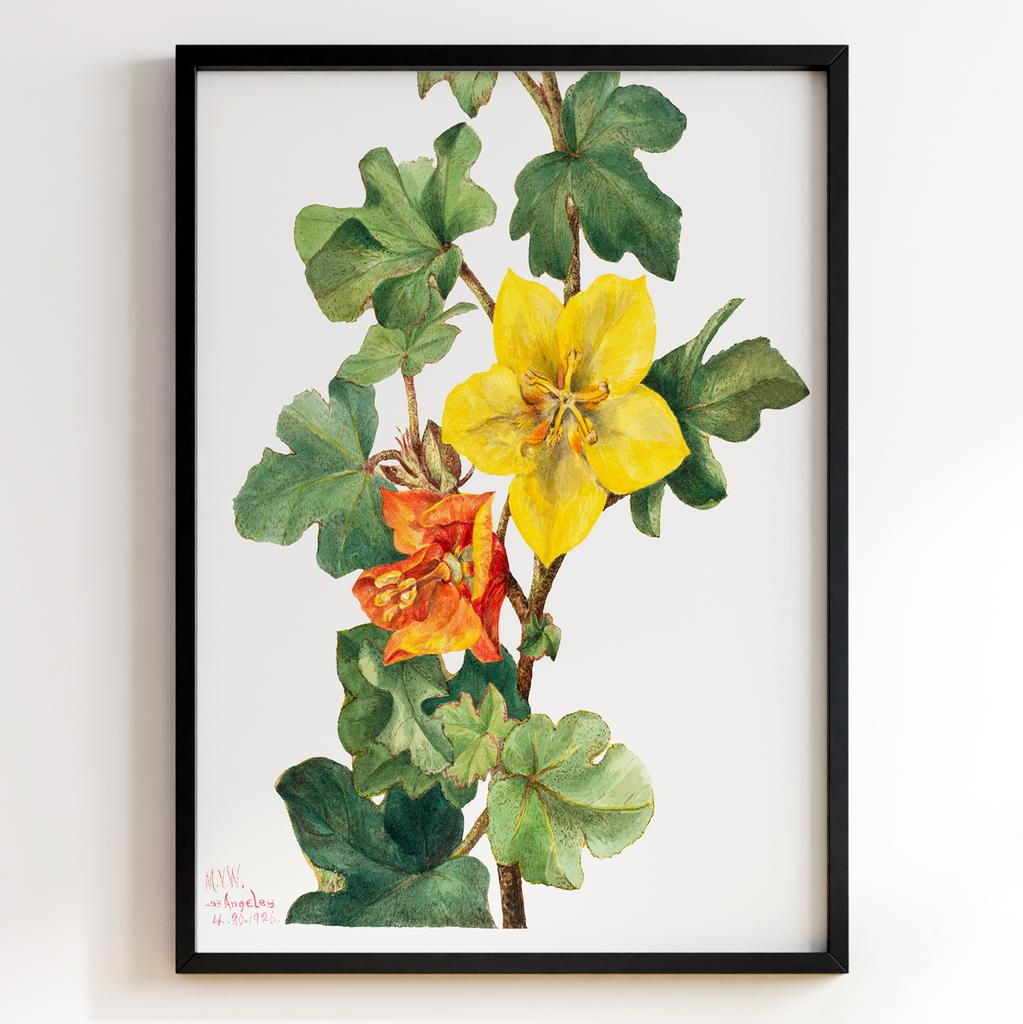 Ботанічний постер Мері Вокс Волкотт | Mary Vaux Walcott Арт: 27698