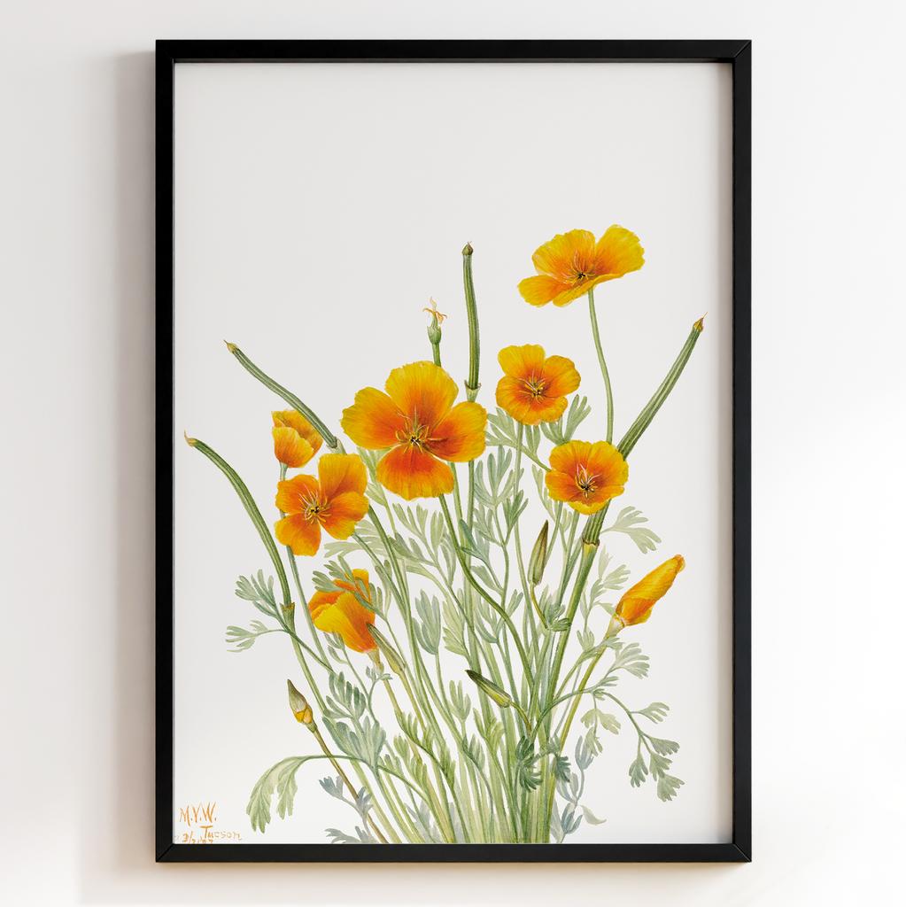 Ботанічний постер Мері Вокс Волкотт | Mary Vaux Walcott Арт: 27699