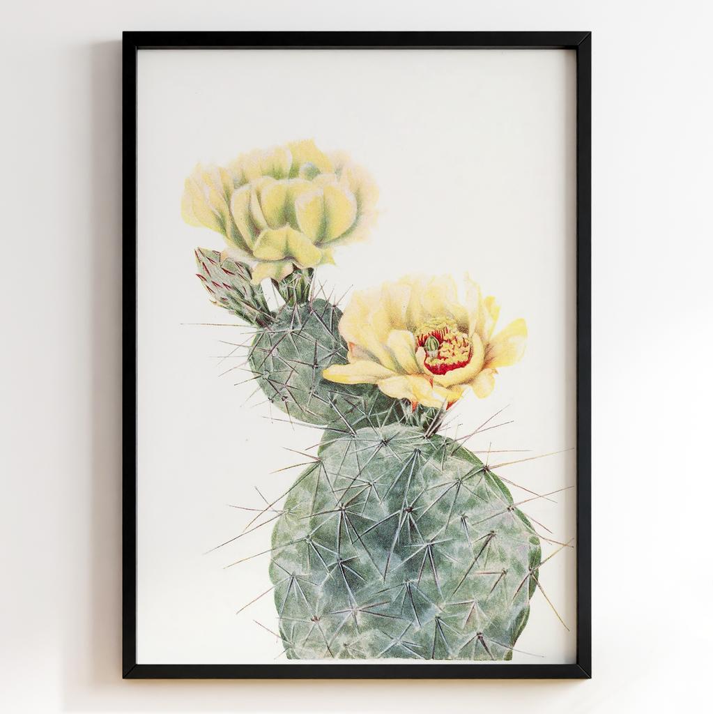 Ботанічний постер Мері Вокс Волкотт | Mary Vaux Walcott Арт: 27700