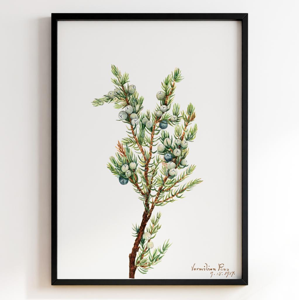 Ботанічний постер Мері Вокс Волкотт | Mary Vaux Walcott Арт: 27701