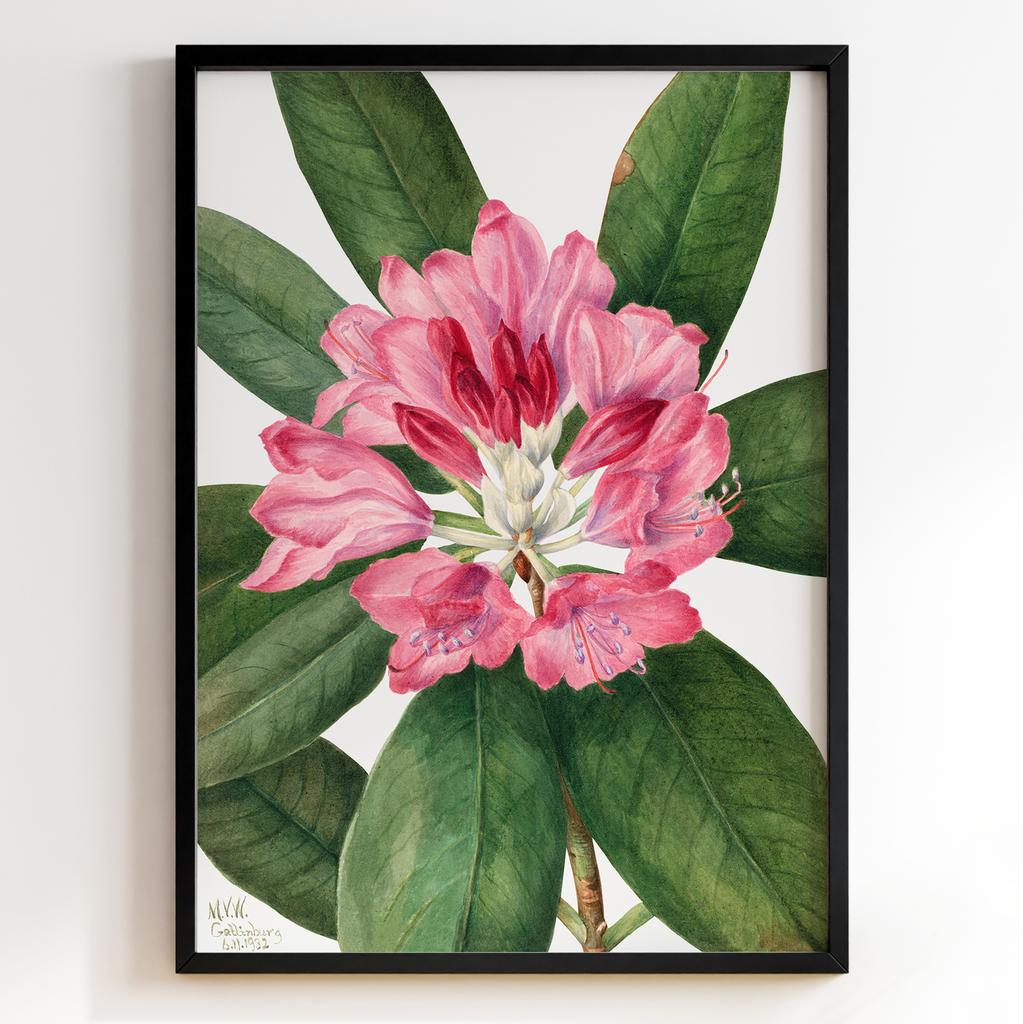 Ботанічний постер Мері Вокс Волкотт | Mary Vaux Walcott Арт: 27702