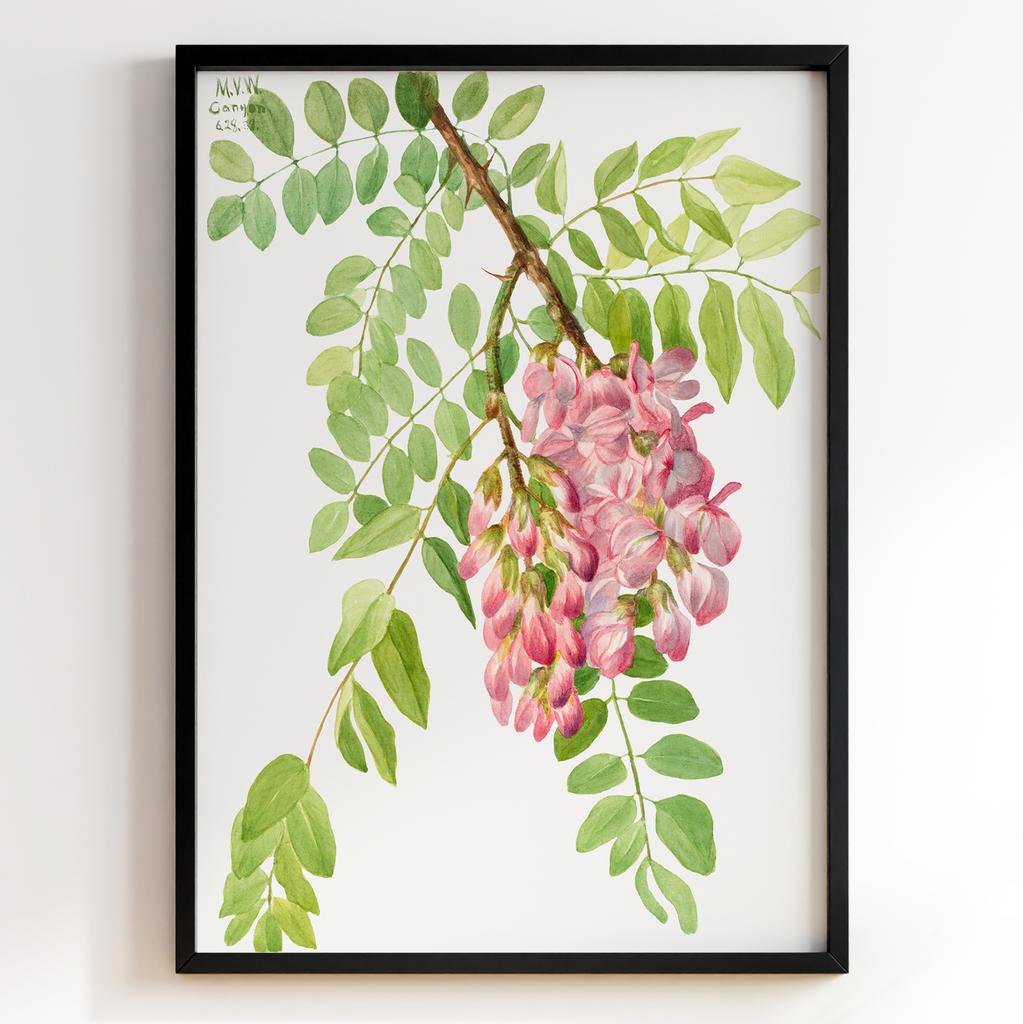 Ботанічний постер Мері Вокс Волкотт | Mary Vaux Walcott Арт: 27703