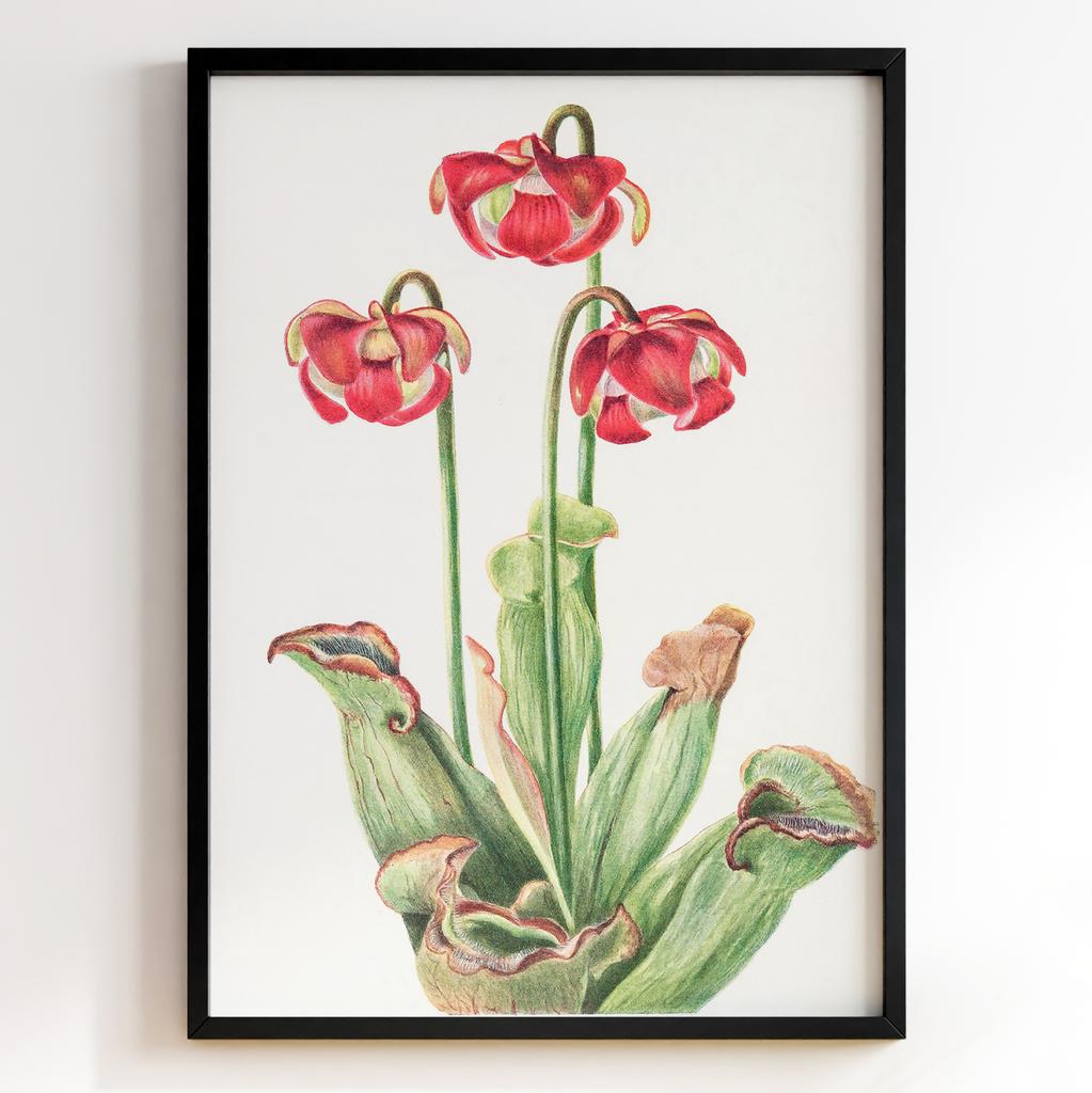 Ботанічний постер Мері Вокс Волкотт | Mary Vaux Walcott Арт: 27705