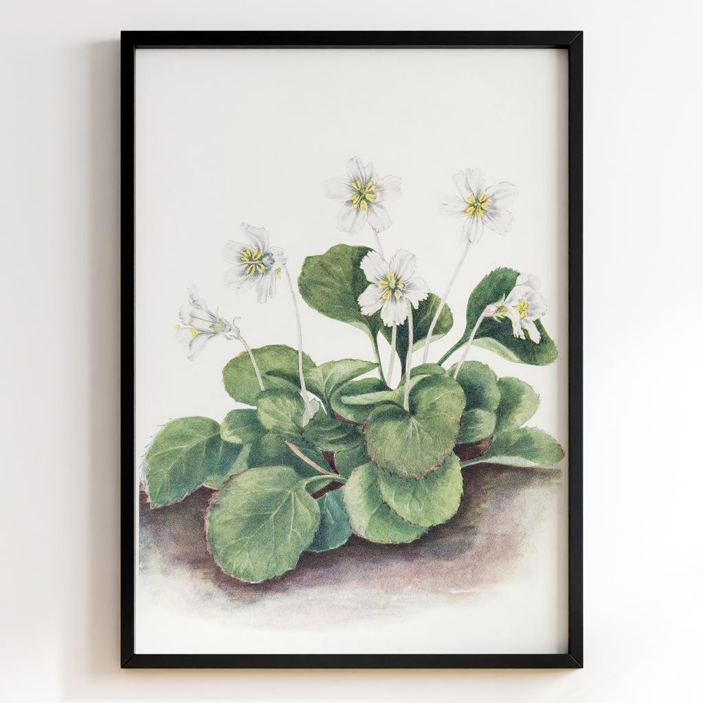 Ботанічний постер Мері Вокс Волкотт | Mary Vaux Walcott Арт: 27706