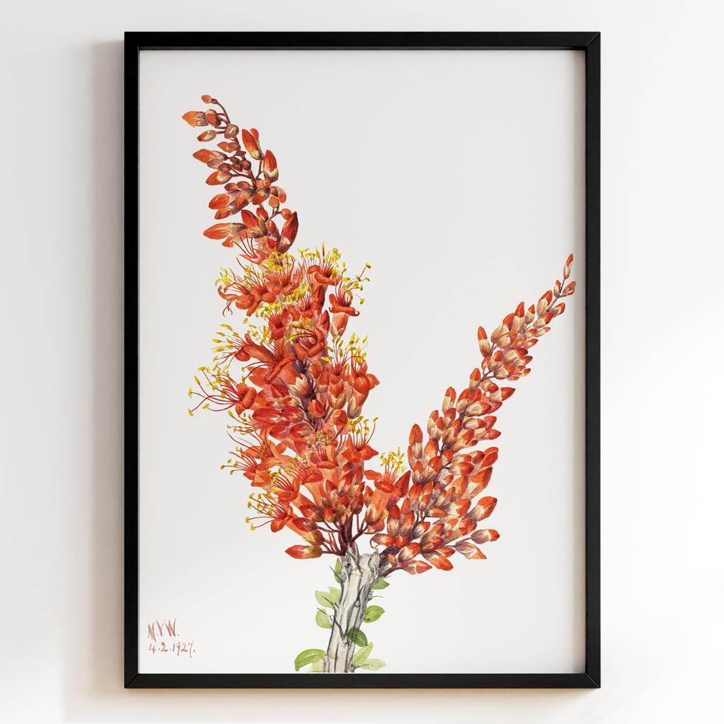 Ботанічний постер Мері Вокс Волкотт | Mary Vaux Walcott Арт: 27707