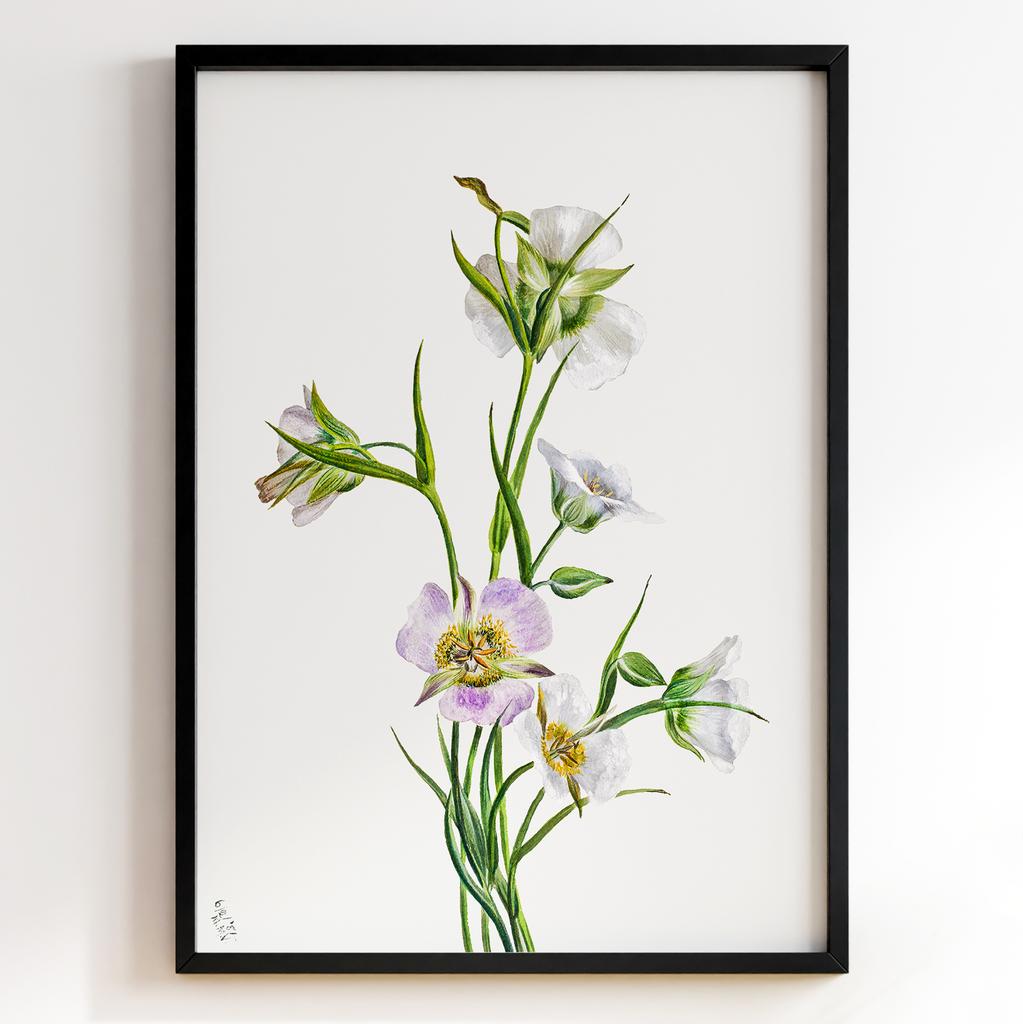 Ботанічний постер Мері Вокс Волкотт | Mary Vaux Walcott Арт: 27708