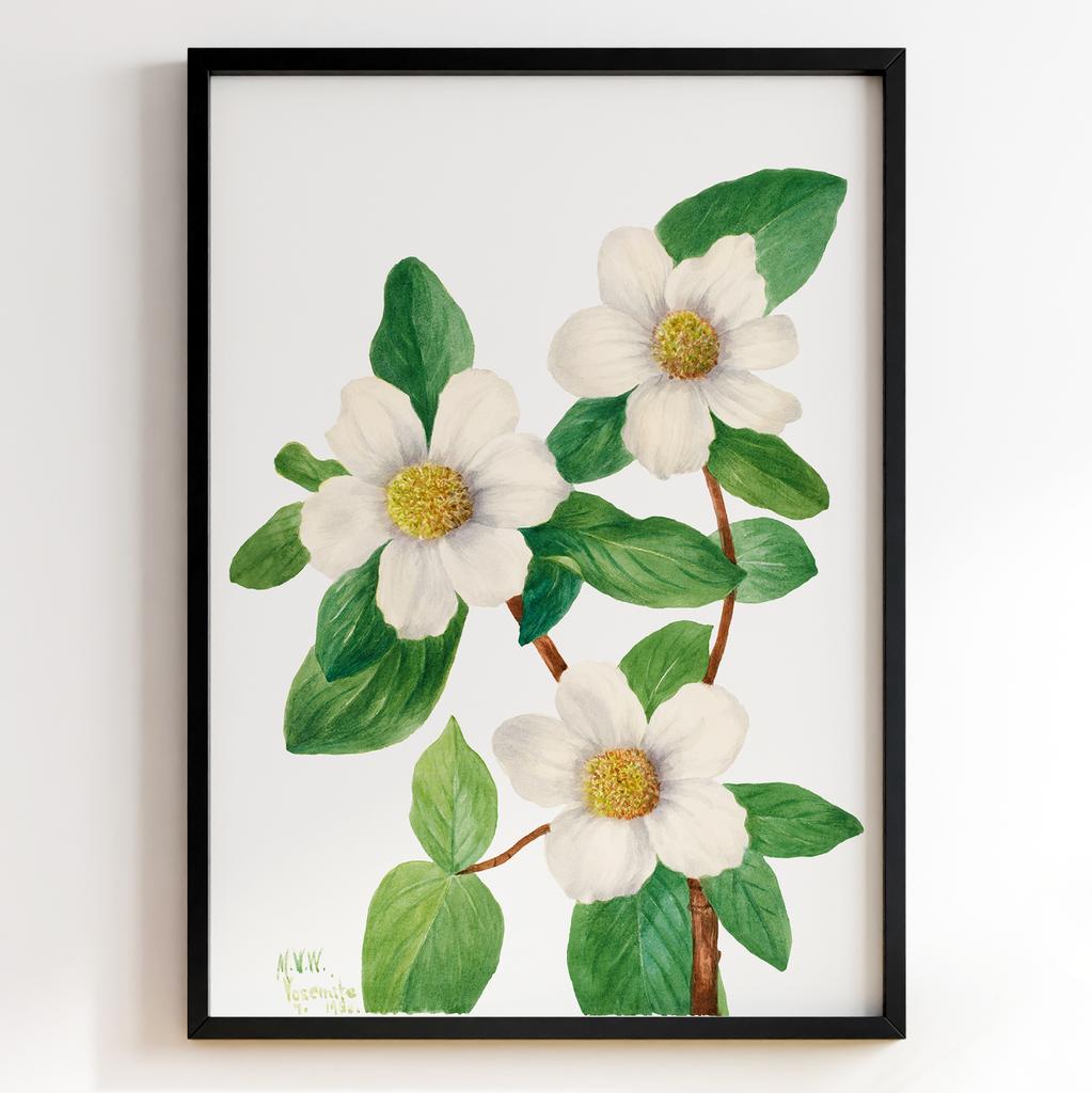 Ботанічний постер Мері Вокс Волкотт | Mary Vaux Walcott Арт: 27709