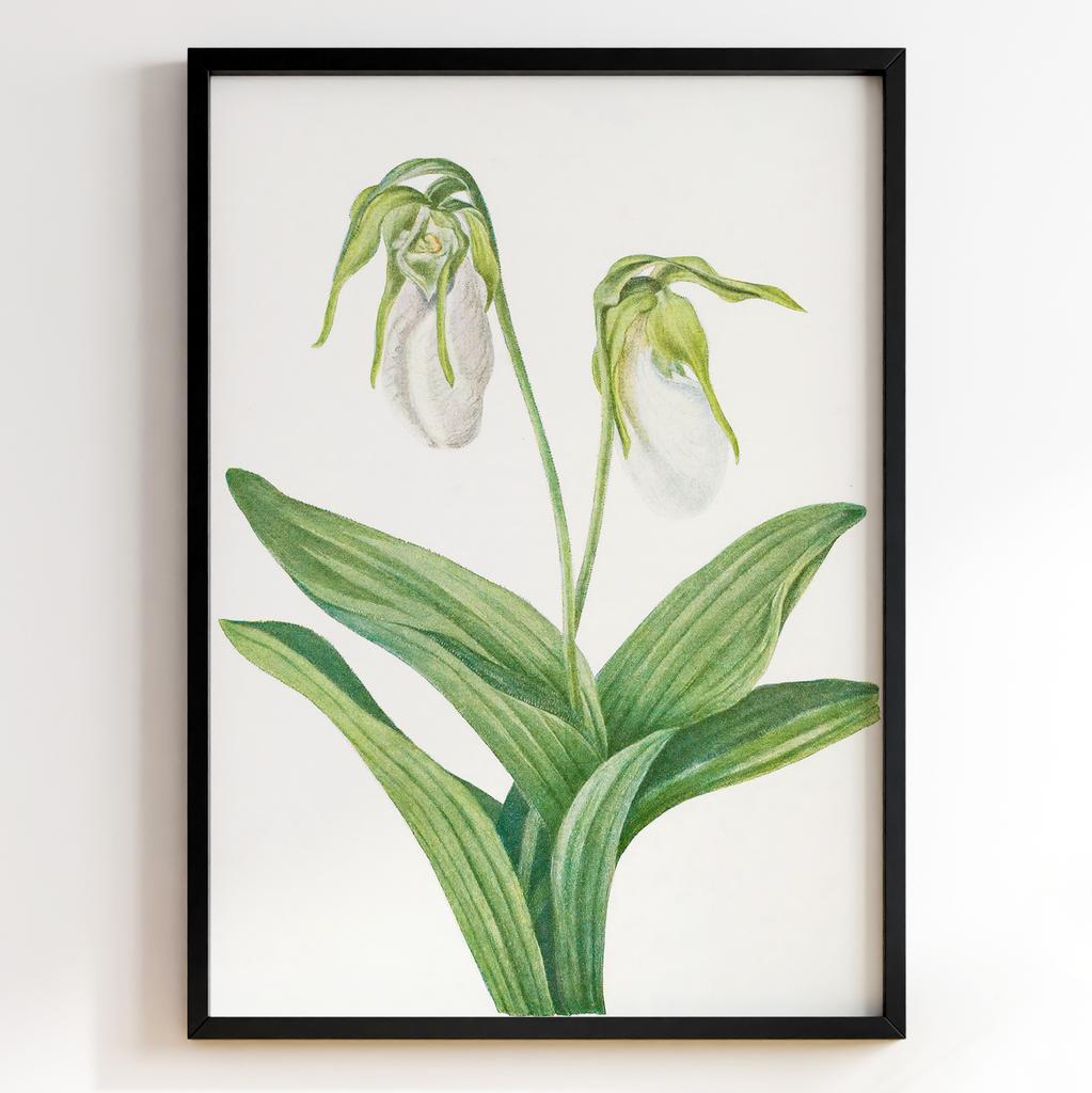 Ботанічний постер Мері Вокс Волкотт | Mary Vaux Walcott Арт: 27710