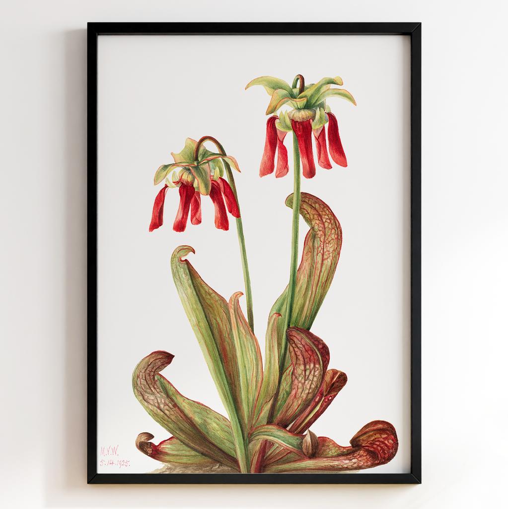 Ботанічний постер Мері Вокс Волкотт | Mary Vaux Walcott Арт: 27711