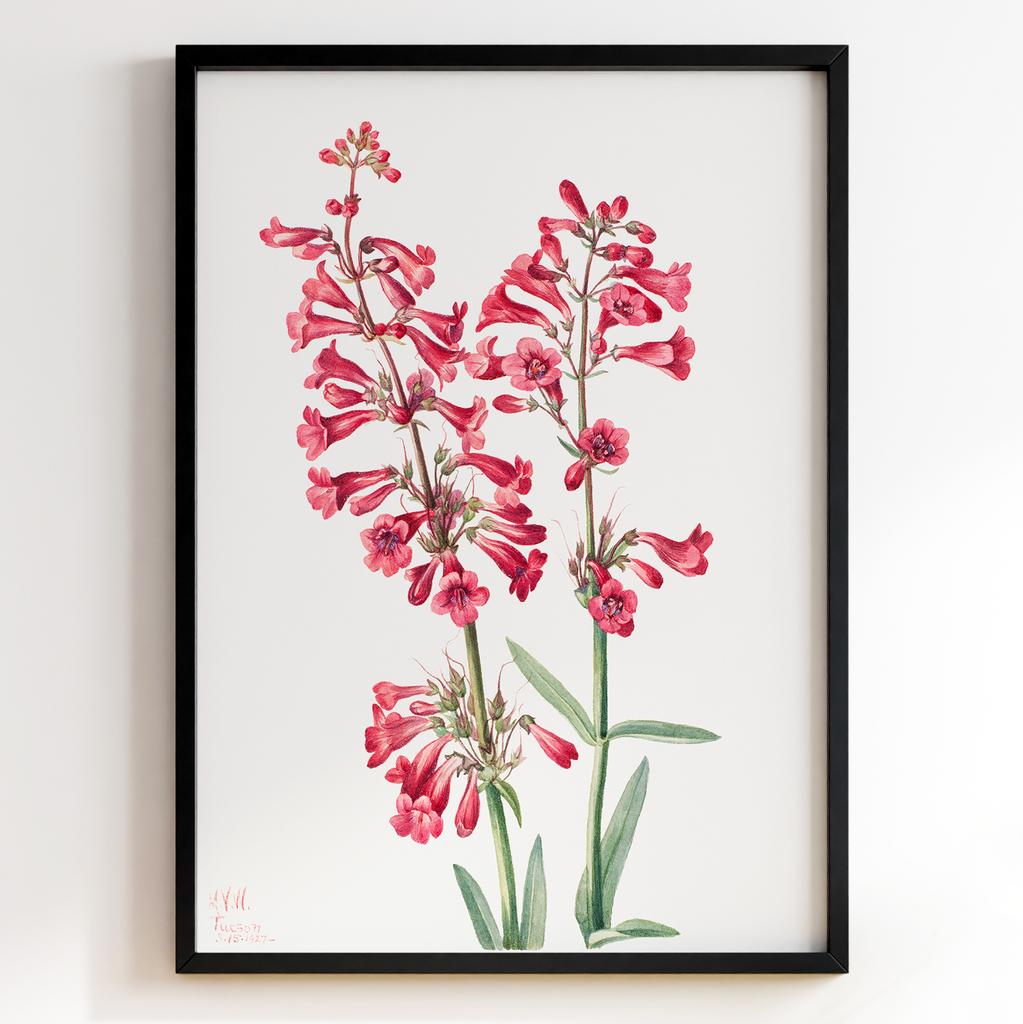 Ботанічний постер Мері Вокс Волкотт | Mary Vaux Walcott Арт: 27712