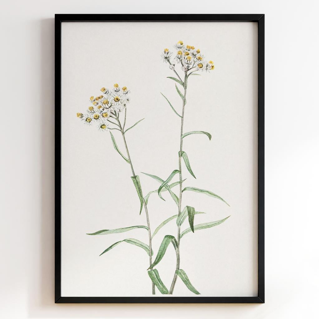 Ботанічний постер Мері Вокс Волкотт | Mary Vaux Walcott Арт: 27713