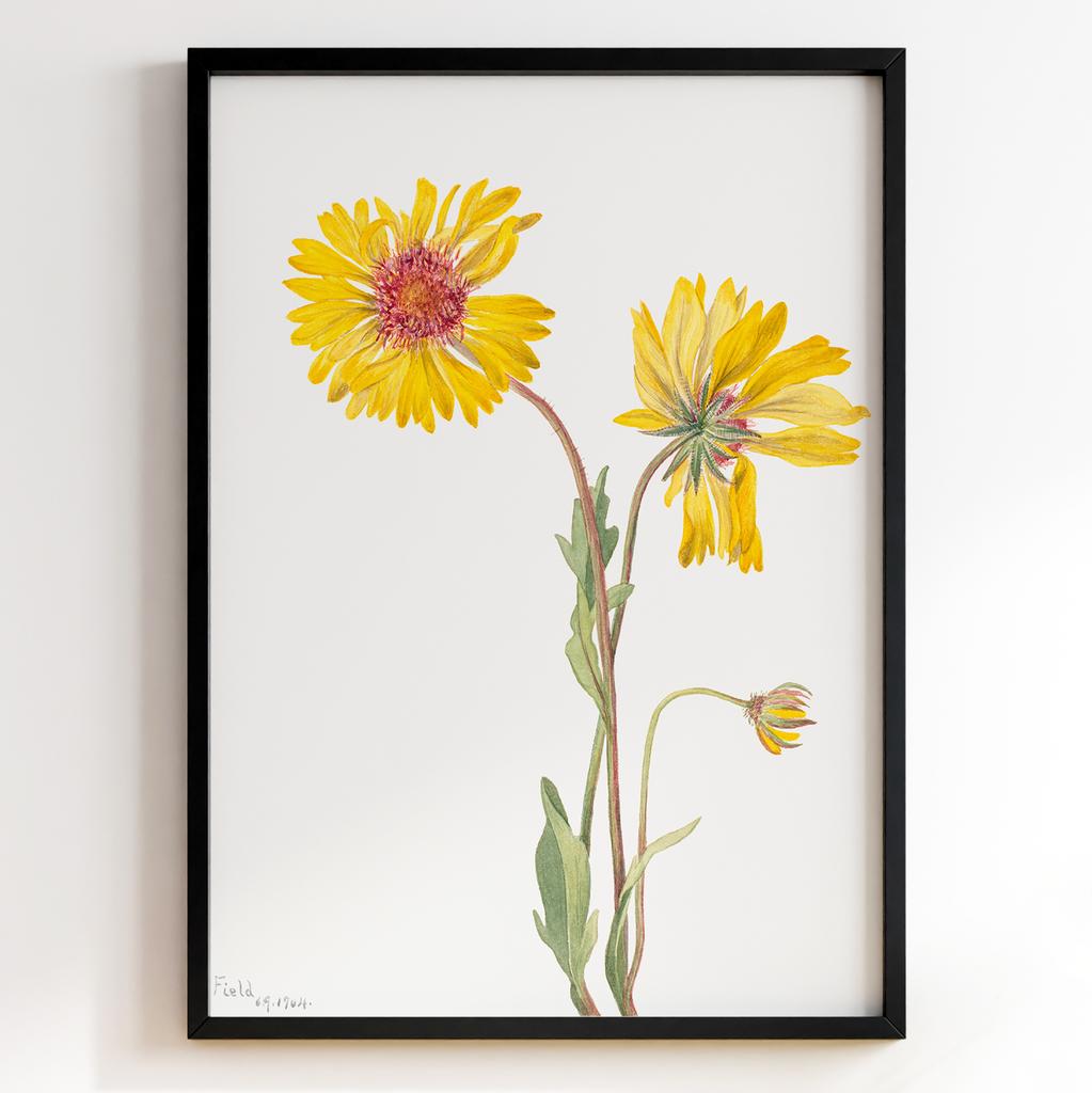 Ботанічний постер Мері Вокс Волкотт | Mary Vaux Walcott Арт: 27714