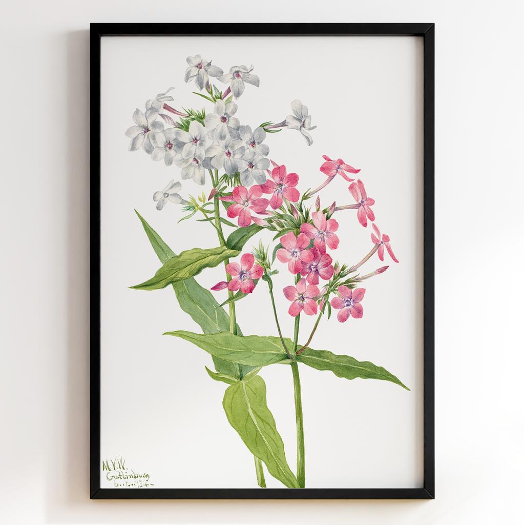 Ботанічний постер Мері Вокс Волкотт | Mary Vaux Walcott Арт: 27715