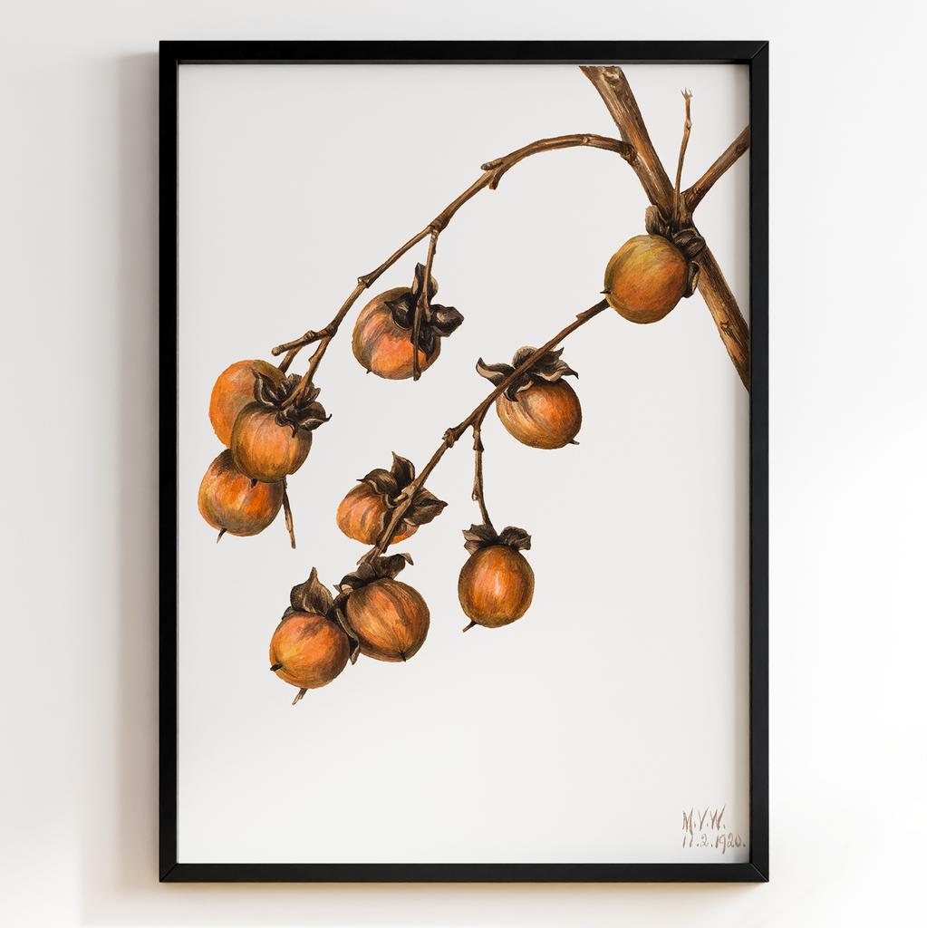 Ботанічний постер Мері Вокс Волкотт | Mary Vaux Walcott Арт: 27715