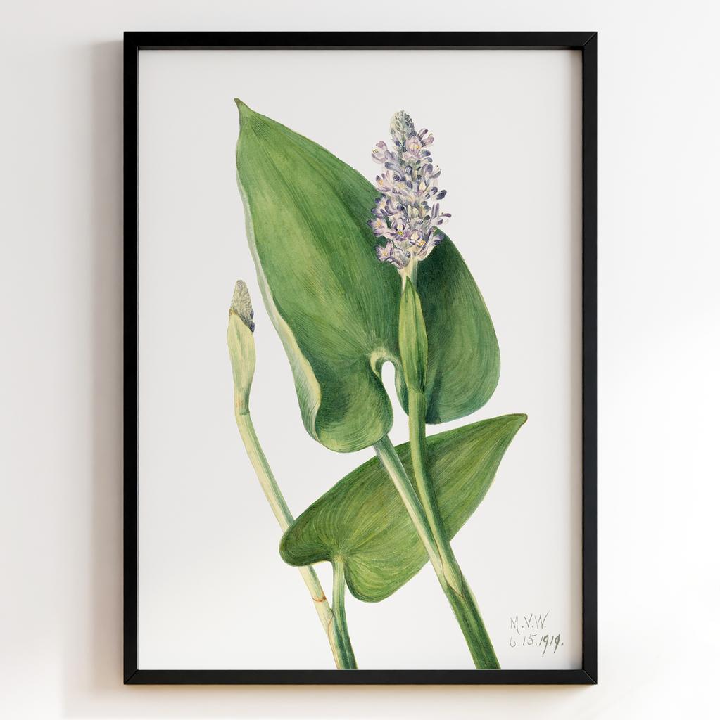 Ботанічний постер Мері Вокс Волкотт | Mary Vaux Walcott Арт: 27717