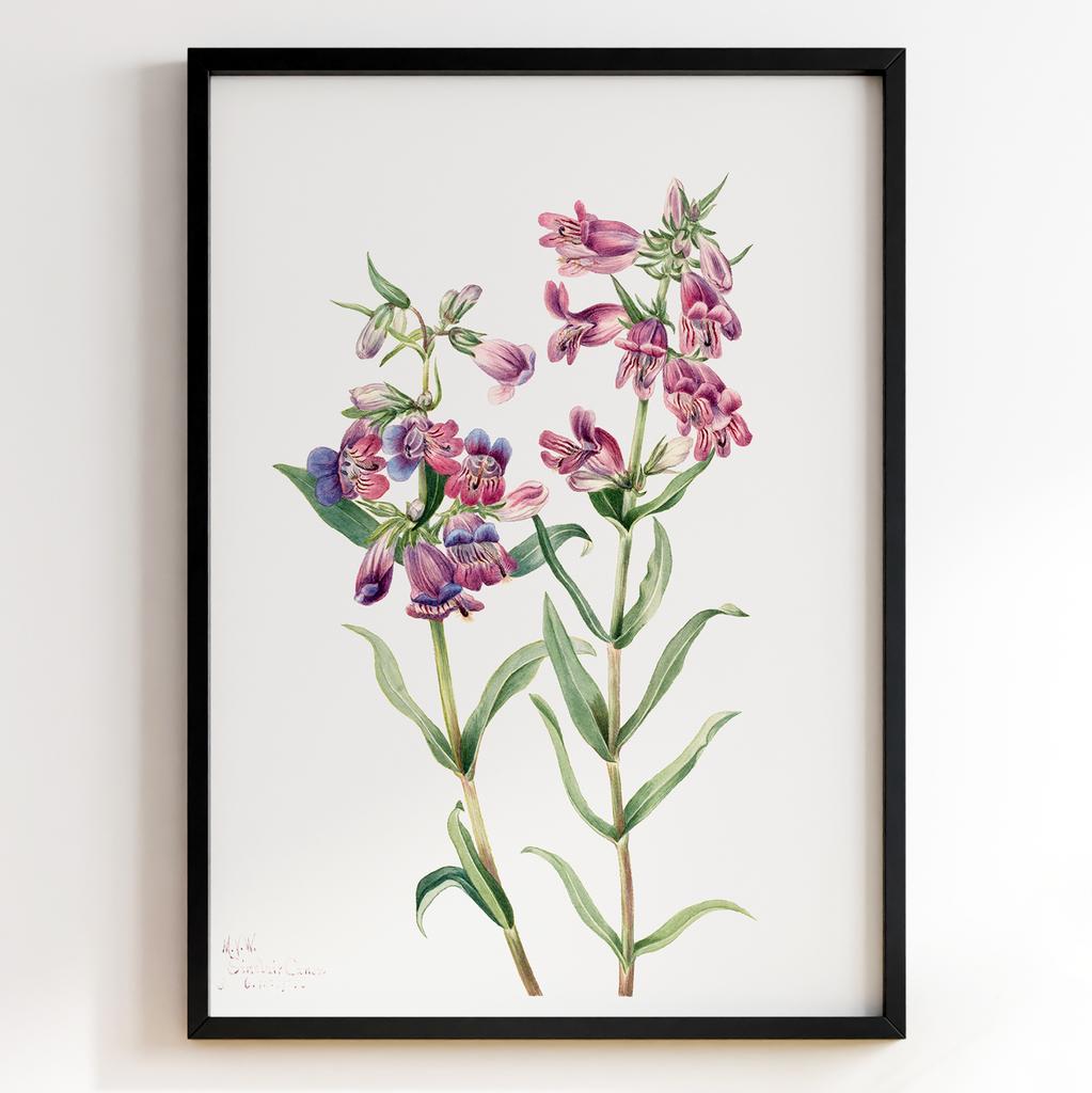 Ботанічний постер Мері Вокс Волкотт | Mary Vaux Walcott Арт: 27718