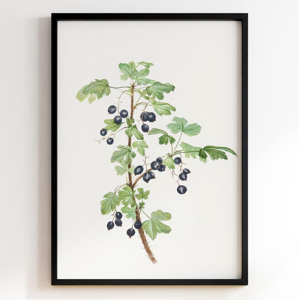 Ботанічний постер Мері Вокс Волкотт | Mary Vaux Walcott Арт: 27719