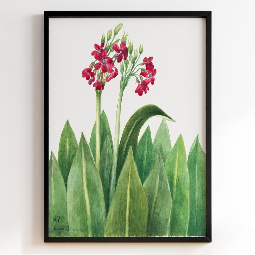 Ботанічний постер Мері Вокс Волкотт | Mary Vaux Walcott Арт: 27720