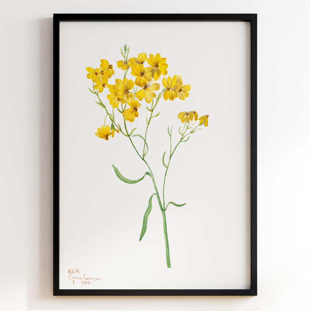 Ботанічний постер Мері Вокс Волкотт | Mary Vaux Walcott Арт: 27721