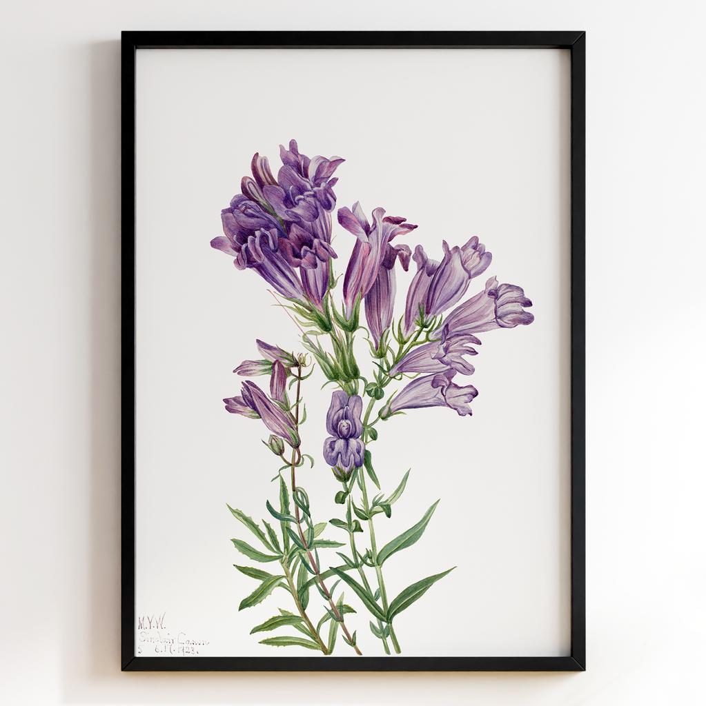 Ботанічний постер Мері Вокс Волкотт | Mary Vaux Walcott Арт: 27722