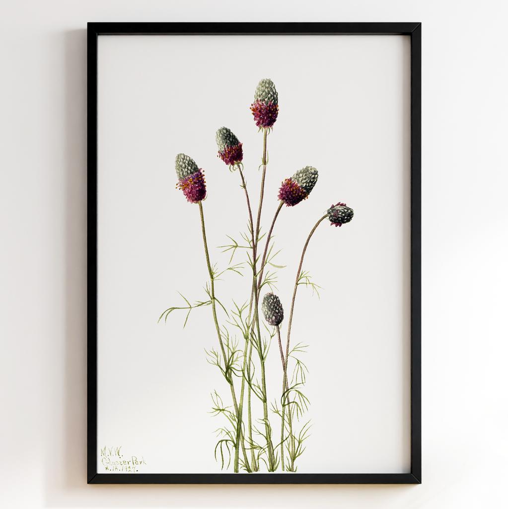 Ботанічний постер Мері Вокс Волкотт | Mary Vaux Walcott Арт: 27723