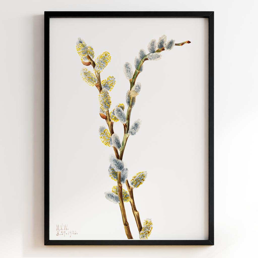 Ботанічний постер Мері Вокс Волкотт | Mary Vaux Walcott Арт: 27724