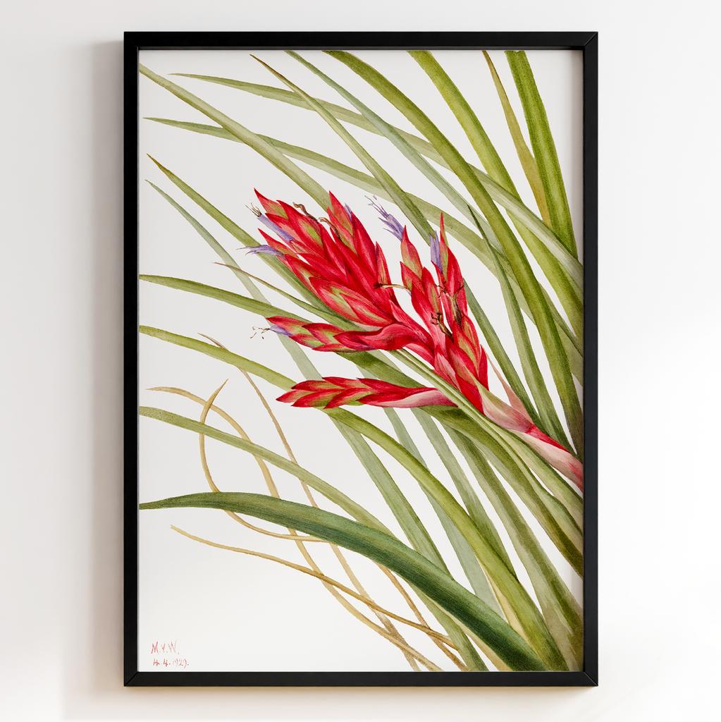 Ботанічний постер Мері Вокс Волкотт | Mary Vaux Walcott Арт: 27725