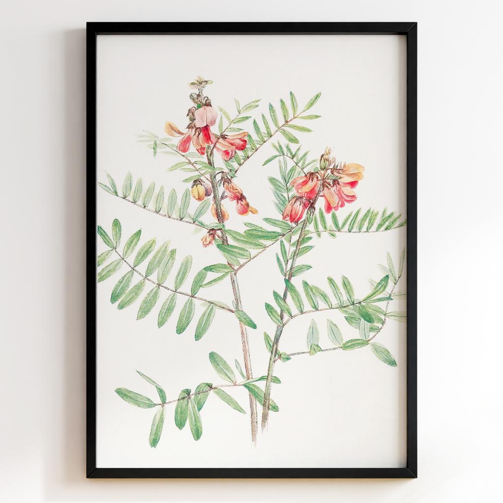 Ботанічний постер Мері Вокс Волкотт | Mary Vaux Walcott Арт: 27726