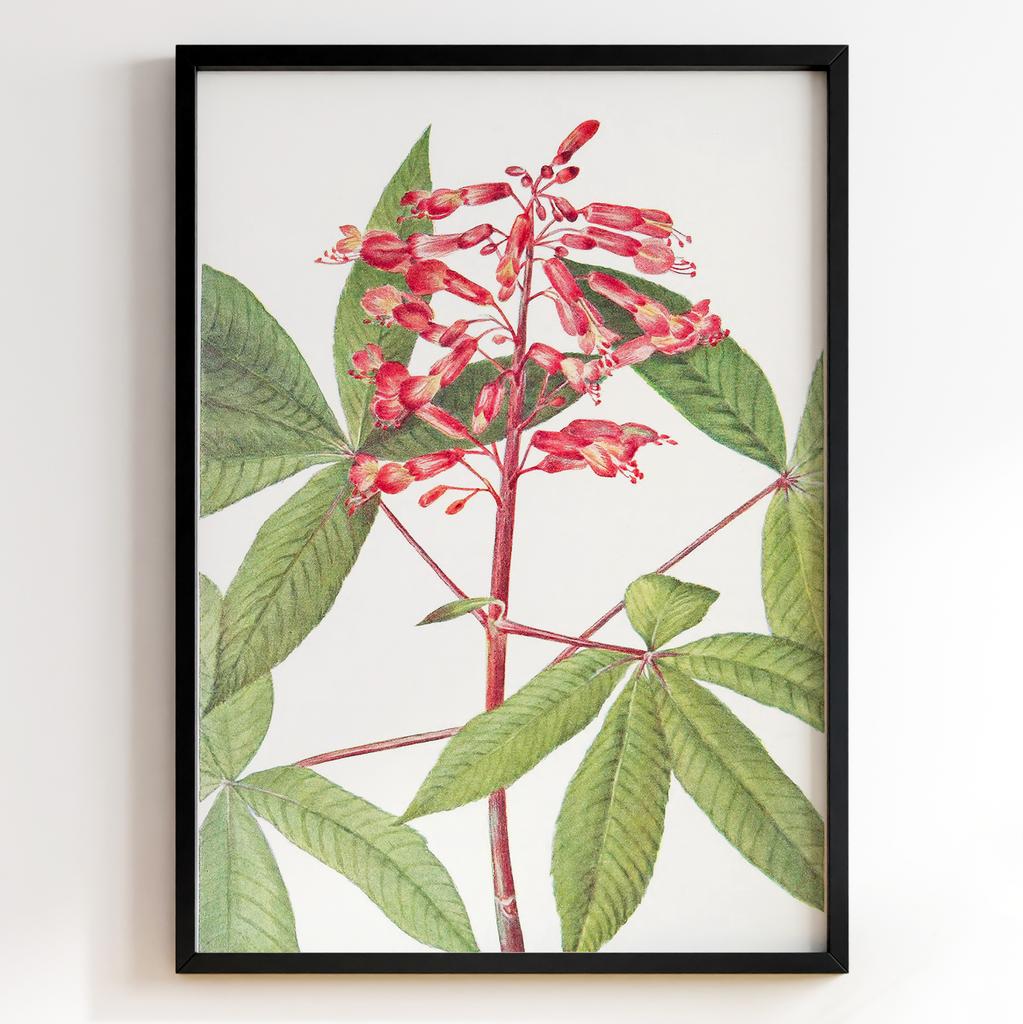 Ботанічний постер Мері Вокс Волкотт | Mary Vaux Walcott Арт: 27727