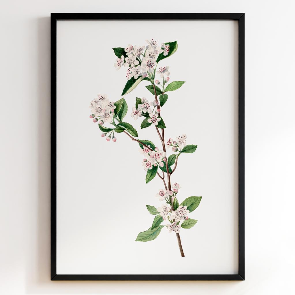 Ботанічний постер Мері Вокс Волкотт | Mary Vaux Walcott Арт: 27728