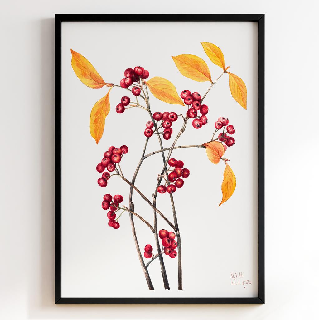 Ботанічний постер Мері Вокс Волкотт | Mary Vaux Walcott Арт: 27729