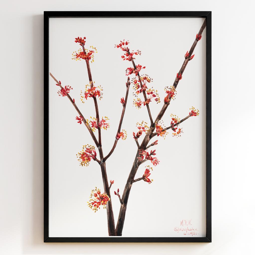 Ботанічний постер Мері Вокс Волкотт | Mary Vaux Walcott Арт: 27730