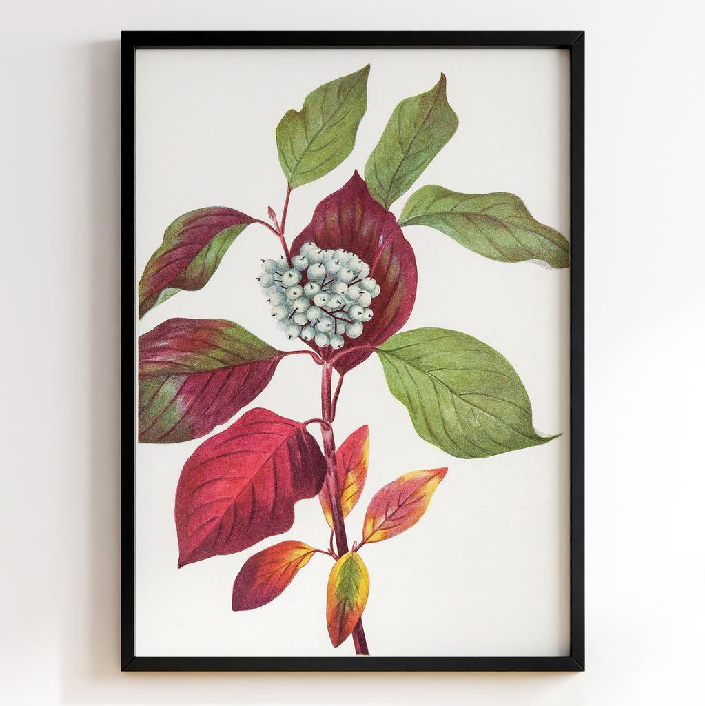 Ботанічний постер Мері Вокс Волкотт | Mary Vaux Walcott Арт: 277301
