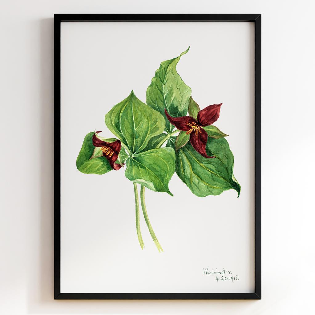 Ботанічний постер Мері Вокс Волкотт | Mary Vaux Walcott Арт: 277302