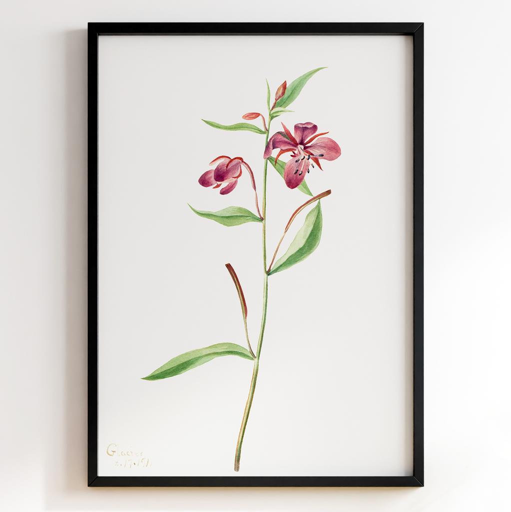 Ботанічний постер Мері Вокс Волкотт | Mary Vaux Walcott Арт: 277303