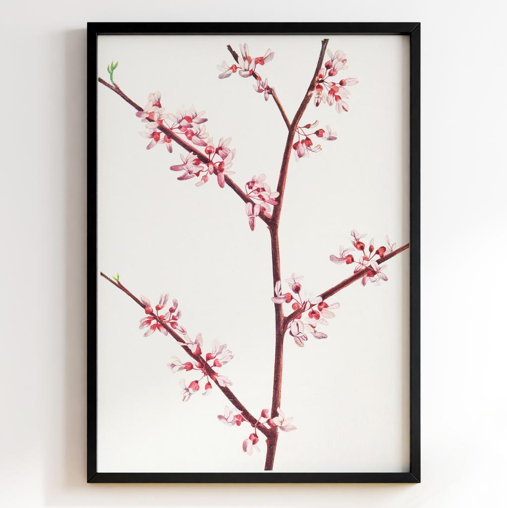 Ботанічний постер Мері Вокс Волкотт | Mary Vaux Walcott Арт: 277304