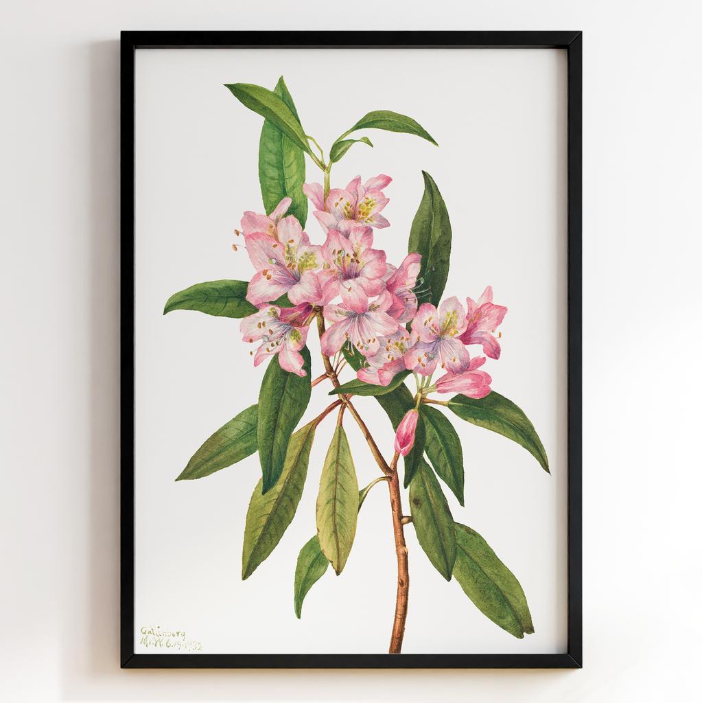 Ботанічний постер Мері Вокс Волкотт | Mary Vaux Walcott Арт: 277305