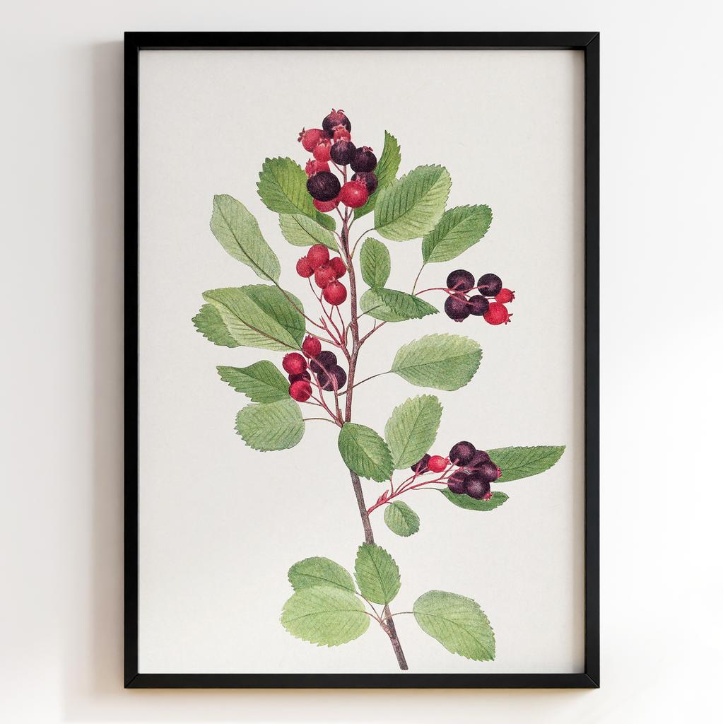 Ботанічний постер Мері Вокс Волкотт | Mary Vaux Walcott Арт: 277306