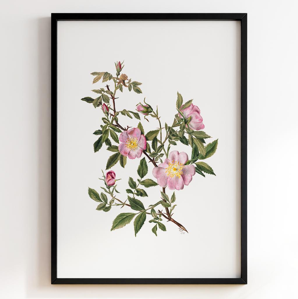 Ботанічний постер Мері Вокс Волкотт | Mary Vaux Walcott Арт: 277307