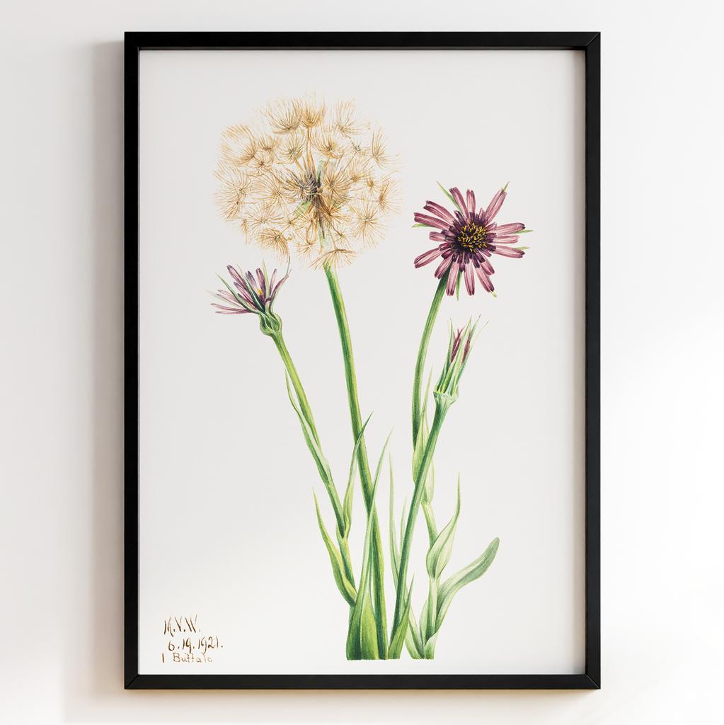 Ботанічний постер Мері Вокс Волкотт | Mary Vaux Walcott Арт: 277308