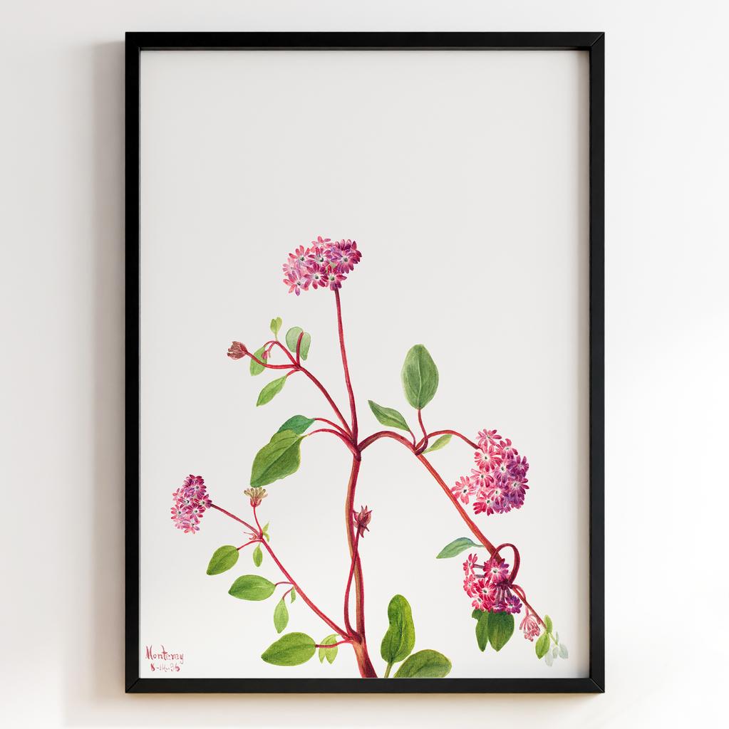 Ботанічний постер Мері Вокс Волкотт | Mary Vaux Walcott Арт: 277310