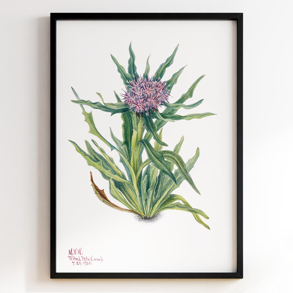 Ботанічний постер Мері Вокс Волкотт | Mary Vaux Walcott Арт: 277311