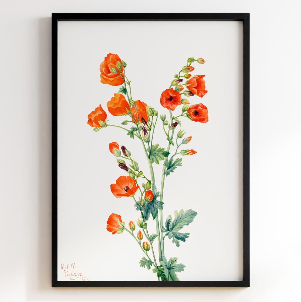 Ботанічний постер Мері Вокс Волкотт | Mary Vaux Walcott Арт: 277312