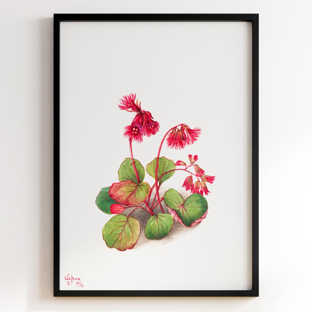 Ботанічний постер Мері Вокс Волкотт | Mary Vaux Walcott Арт: 277313