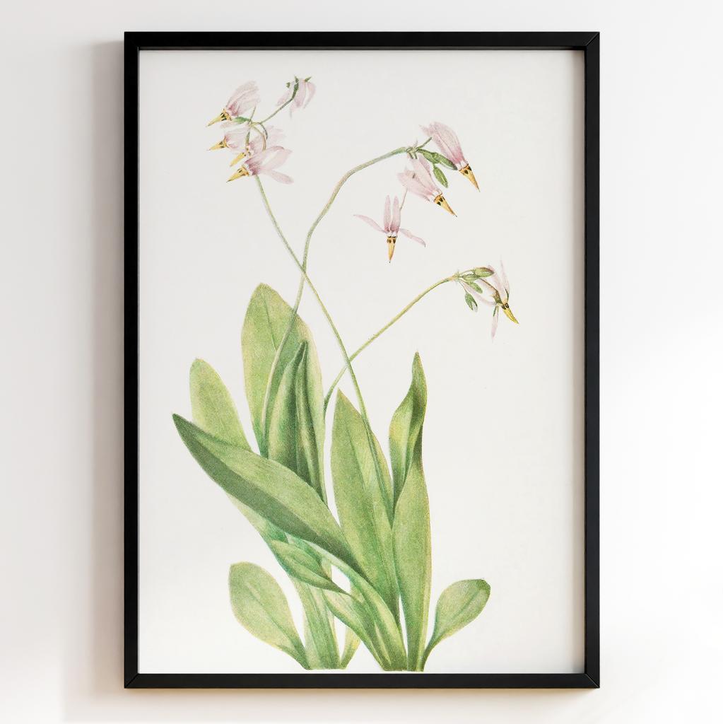 Ботанічний постер Мері Вокс Волкотт | Mary Vaux Walcott Арт: 277314