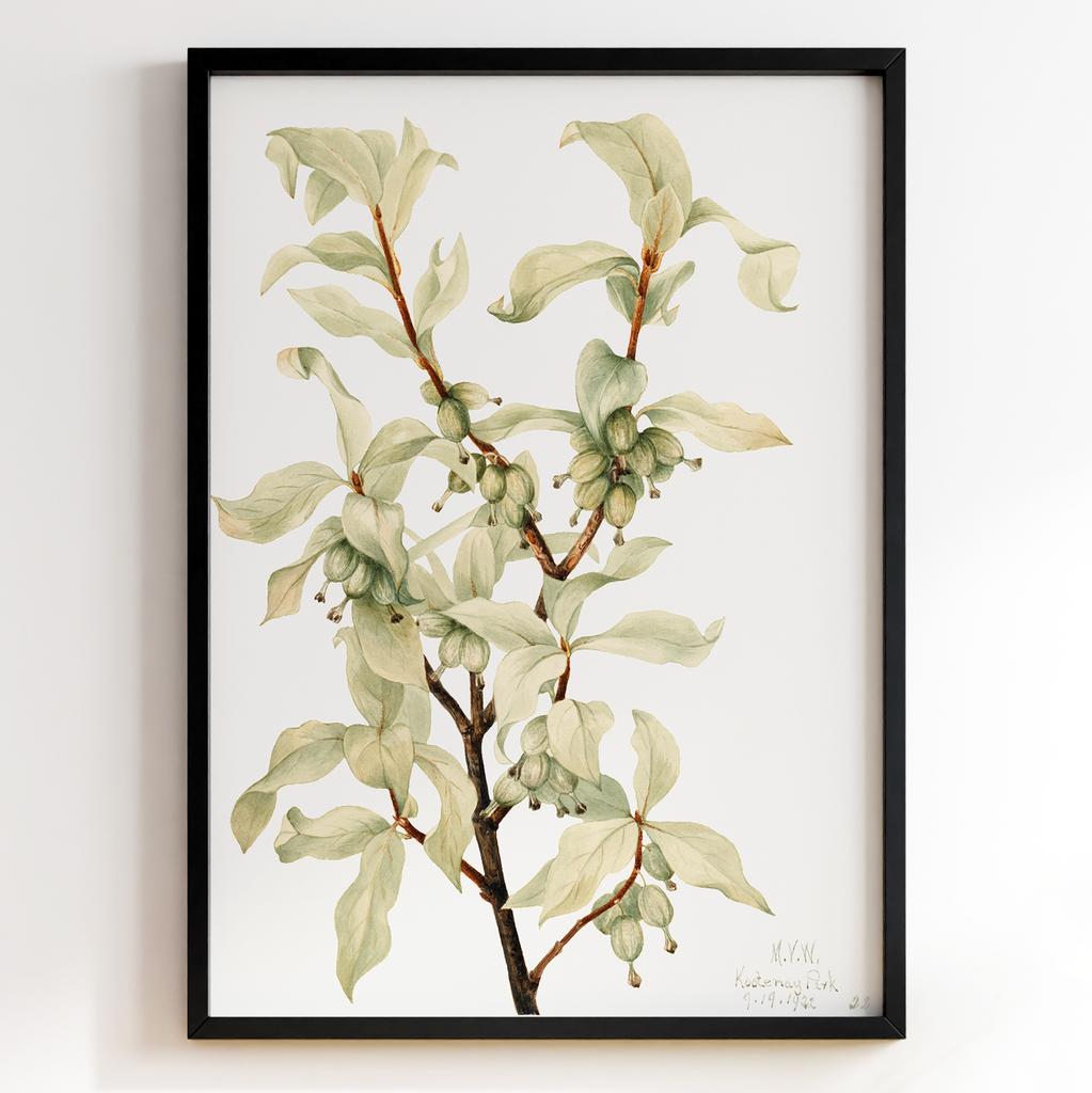 Ботанічний постер Мері Вокс Волкотт | Mary Vaux Walcott Арт: 277315