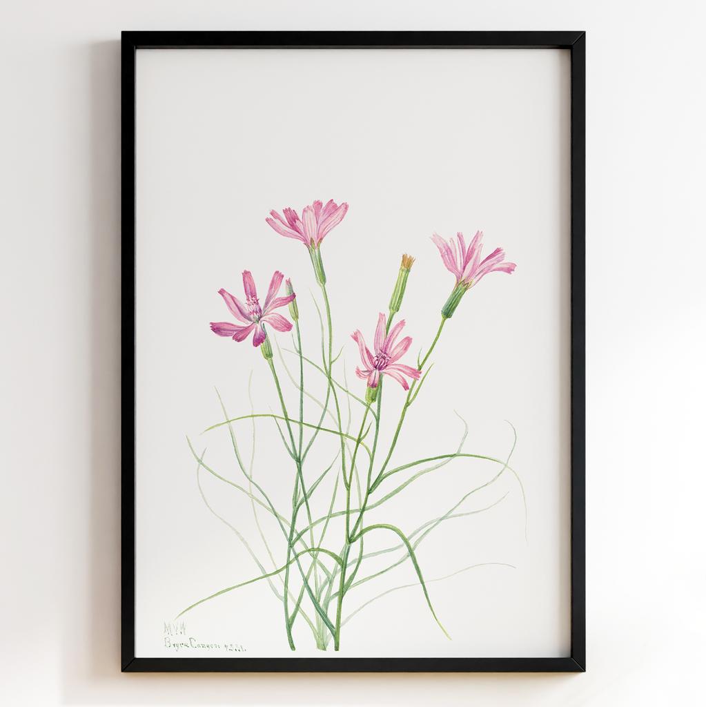 Ботанічний постер Мері Вокс Волкотт | Mary Vaux Walcott Арт: 277316