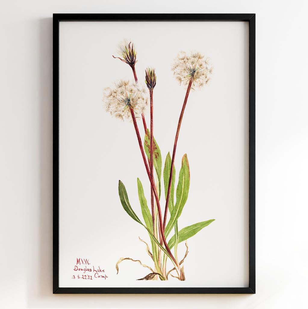 Ботанічний постер Мері Вокс Волкотт | Mary Vaux Walcott Арт: 277317