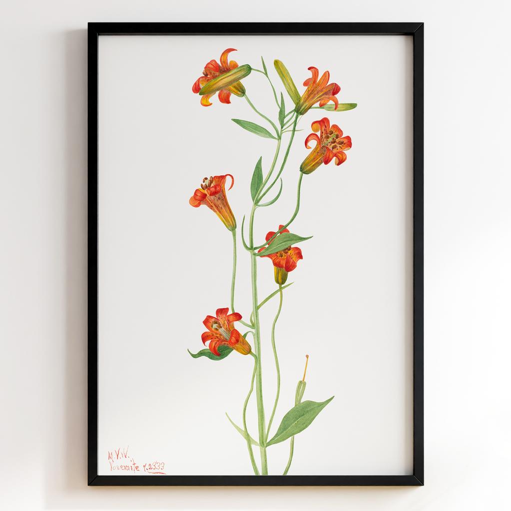 Ботанічний постер Мері Вокс Волкотт | Mary Vaux Walcott Арт: 277318