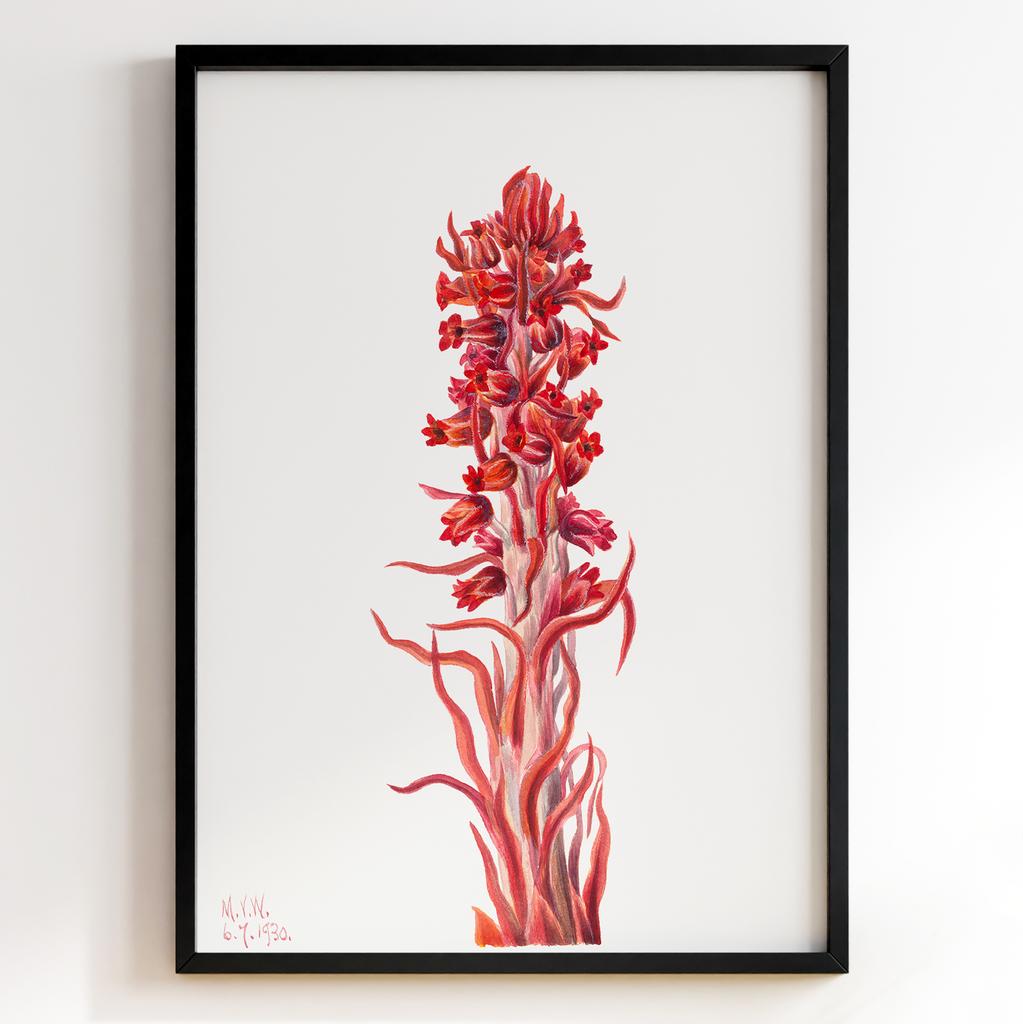 Ботанічний постер Мері Вокс Волкотт | Mary Vaux Walcott Арт: 277319